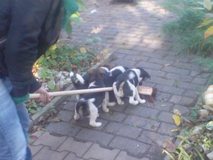 Aktive verspielte glatthaar-foxterrierwelpen