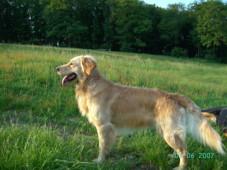 Golden Retriever Rüde 2 J. sucht neues Zuhause