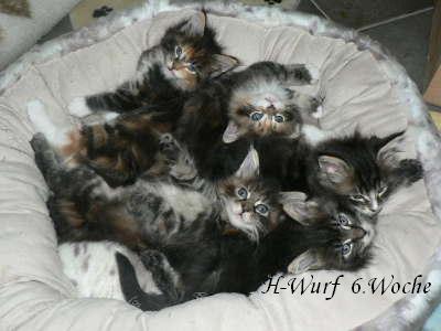 Maine Coon Babys jetzt aussuchen zum Jahresende dürfen sie umziehen