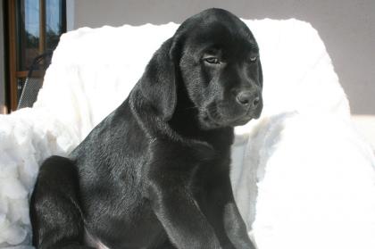Labradorzucht hat Welpen
