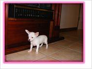 Chihuahua Hundchen zum Verkauf