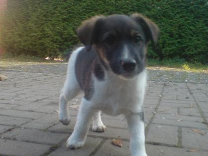 Aktive und verspielte Foxterriermischlingswelpen
