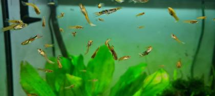 Endler Guppy Gruppe abzugeben nur noch bis 14. 07.