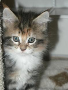 Sehr hüpsches dreifarbiges Maine Coon Baby noch frei