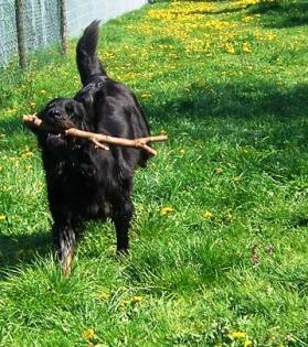 Hovawart Hü. 4 Jahre m. VDH AT. in verantwortungsv. Hände