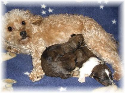 Zauberhafte Bolonka Rü. suchen ab anfang Januar Hundeeltern