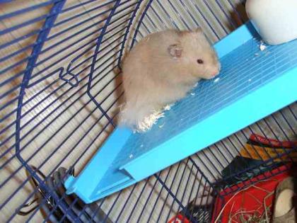 Junger Teddyhamster männlich Bochum