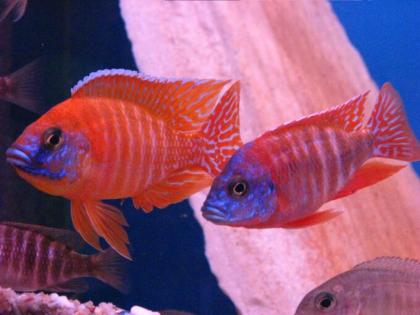 Aquaristikzubehör und Buntbarschezucht