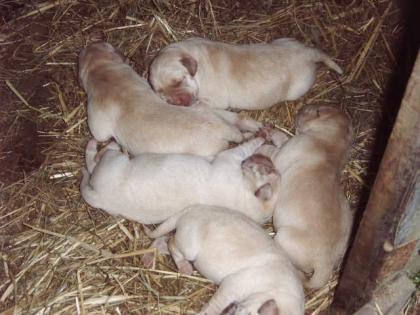 VERSCHENE 3 MONATE ALTE LÖWENKOPF-ZERGKANINCHEN