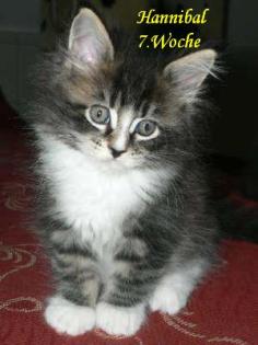 Bildhüpscher Maine Coon Kater in einer Woche abzugeben