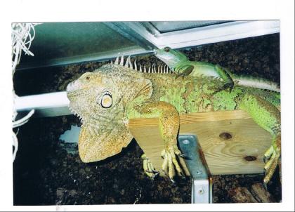 Gerdrut einsame Leguan Dame 6Jhr. alt sucht