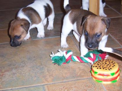 Noch 3 Jack Russel Welpen zu vergeben.