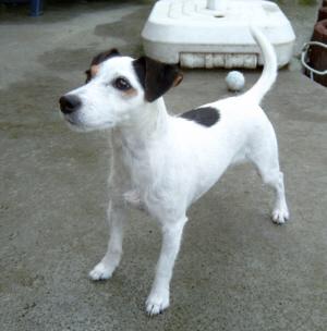 Jack Russell Terrier Hündin