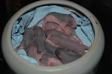 7 Rattenbabys abzugeben Notfall