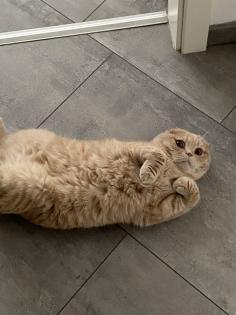 BKH Mischling Kater 2 Jahre