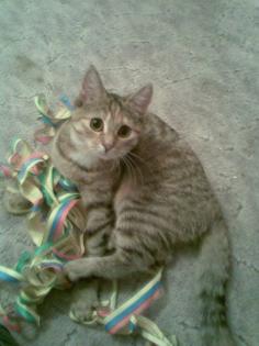 2 Jahre alte Katze sucht ein neues Zuhause