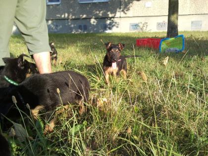 Schäferhund-mix Welpen schwarz-braun 1von4 Mädels braucht ein schönes Zuhause