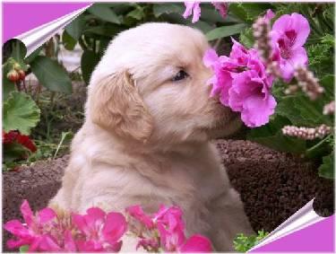 Golden-Retriever kinderliebe Babys mit Pap. super Eltern HD ED frei