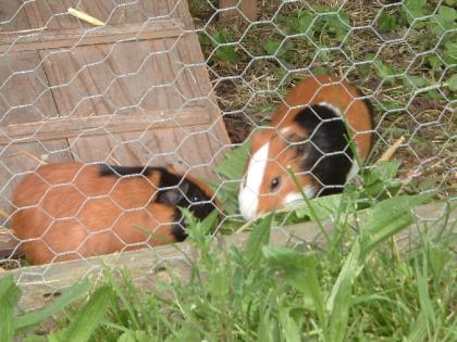 2 Meerschweinchen Liberty Moritz