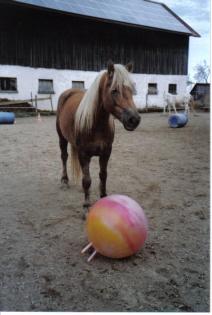 Reitbeteiligungen Stellplätze u. Reitunterricht 93149