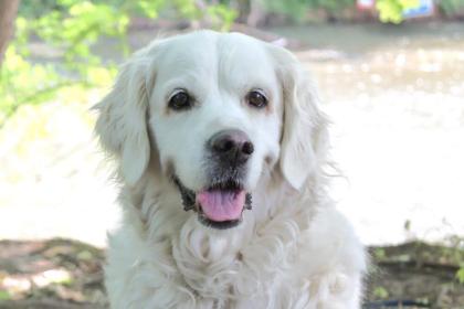 WHITE AMY - Golden Retriever - 9 Jahre - Tierhilfe-Franken e. V.