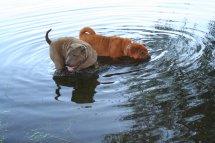 Faltenhunde Forum - der Shar Pei www. faltenhunde-forum. de Wir sind ein nettes