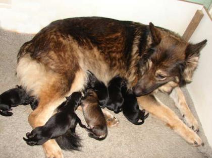 Altdeutsche Schäferhundwelpen schwarz schwarz-braun und grau