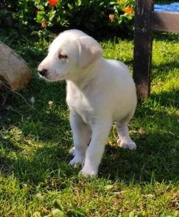 Eni sucht ein passendes Zuhause