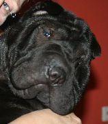 Sharpei Faltenhunde Forum - der Shar Pei www. faltenhunde-forum. de Wir sind ein n
