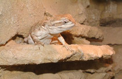 Suche Zwergbartagamen Pogona henrylawsoni jungtiere