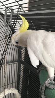 Kakadu in gute Hände abzugeben
