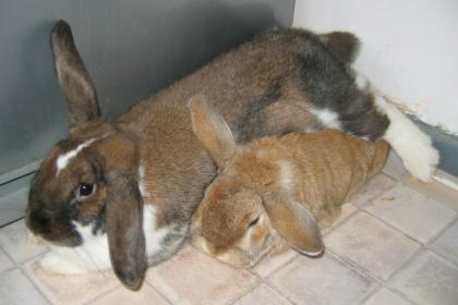 Süsses Widderpärchen sucht. DRINGEND