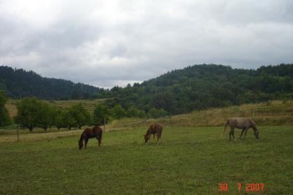 Suche Zuchtstute/ Zuchthengst Quarter Horse Paint Horse Appaloosa