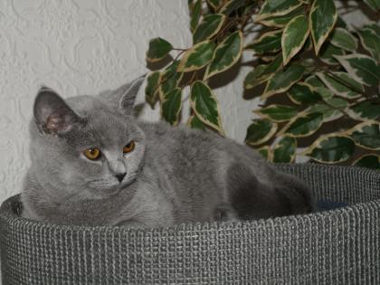Unsere Lilly 5 Monate Kartäuser sucht noch neues Zuhause Sehr verschmust und su