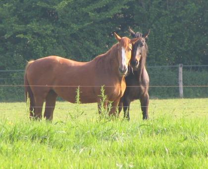 Pferdeweide für jedes Pferd die richtige Betreuung