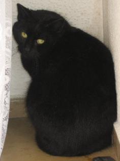 Kater Kimba sucht ein neues Zuhause