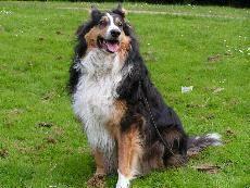 Collie-Mix-Rüde Charlie sucht ein neues Zuhause