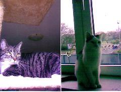 Katze Cloe und Kater Max suchen ein neues Zuhause