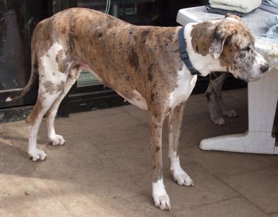 Deutsche Dogge Hündin knapp 3 Jahre alt abzugeben