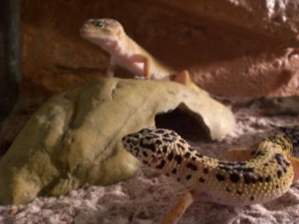 Drei Leopardgeckos Terrarium viel Zubehör