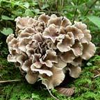 Maitake Heil-Vitalpilze Multinova