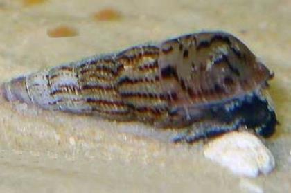 Zu Verkaufen Turmdeckelschnecken Melanoides tuberculata