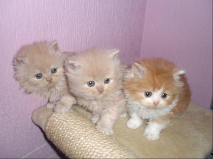 Perserkatzenbabys