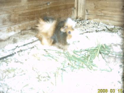 DRINGEND meerschweinchen abzugeben mit zubehör