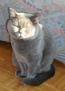 Blauer BKH Deckkater