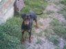 Deutsche Pinscher Hündin sucht neues Zu Hause