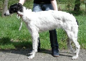 Barsoiwelpen
