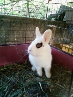 Zwergkaninchen sucht dringent.
