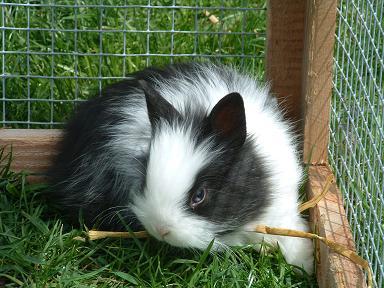 V v Löwenköpfchen suchen Kuschelplatz v v
