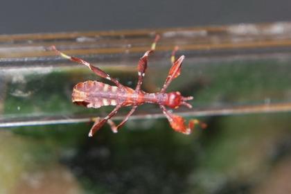Phyllium celebicum N1 wandelnde Blätter